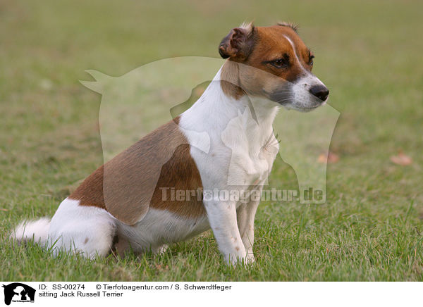 sitting Jack Russell Terrier / SS-00274