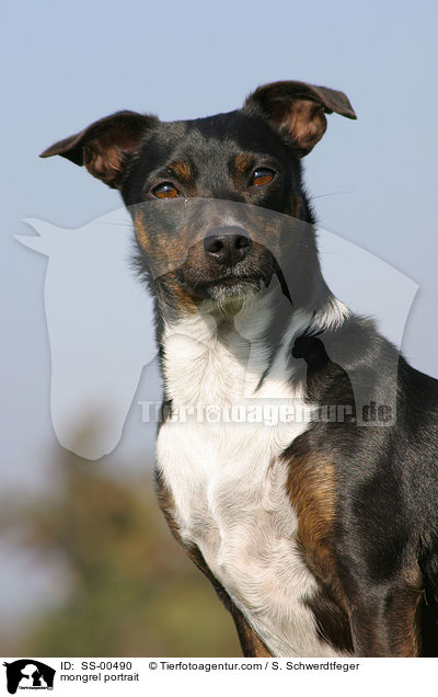 Terrier-Mischling Portrait / mongrel portrait / SS-00490