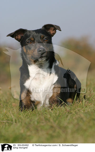 liegender Terrier-Mischling / lying mongrel / SS-00492
