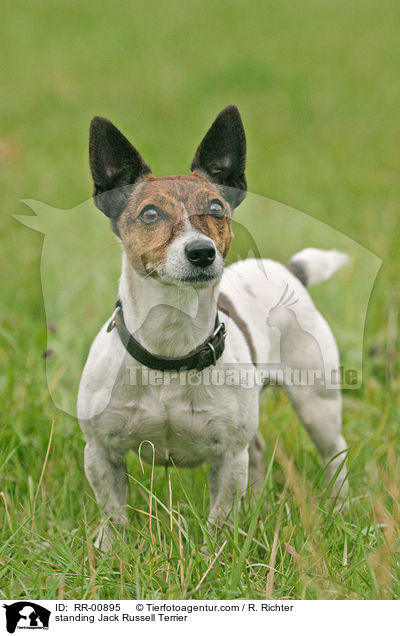 stehender / standing Jack Russell Terrier / RR-00895