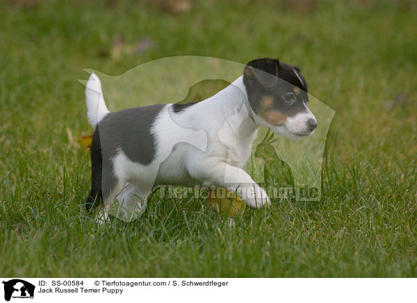 Jack Russell Terrier Welpe / Jack Russell Terrier Puppy / SS-00584