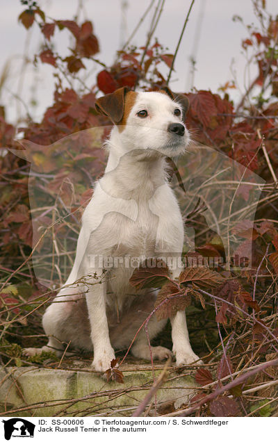 Jack Russell Terrier im Herbst / Jack Russell Terrier in the autumn / SS-00606