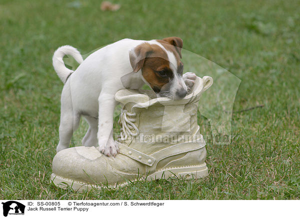 Jack Russell Terrier Puppy / SS-00805