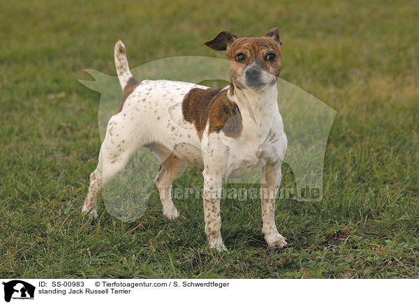 standing Jack Russell Terrier / SS-00983