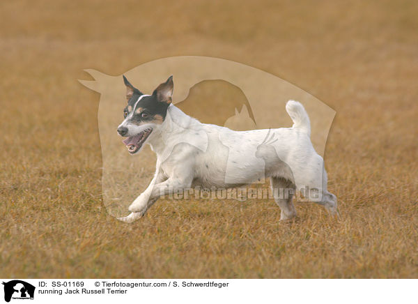 rennender Jack Russell Terrier / running Jack Russell Terrier / SS-01169