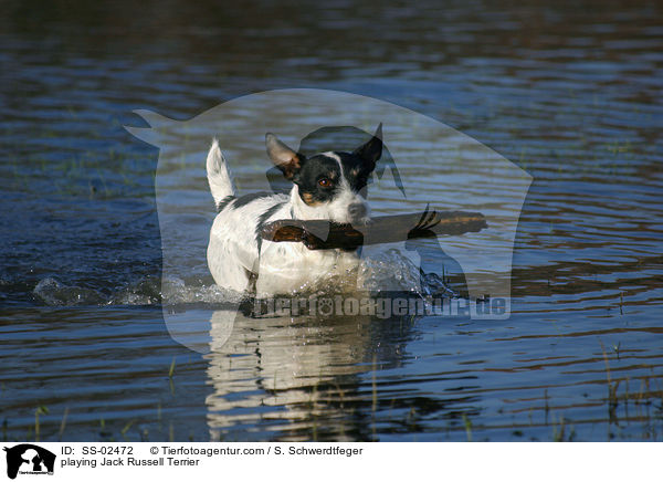 spielender Jack Russell Terrier / playing Jack Russell Terrier / SS-02472