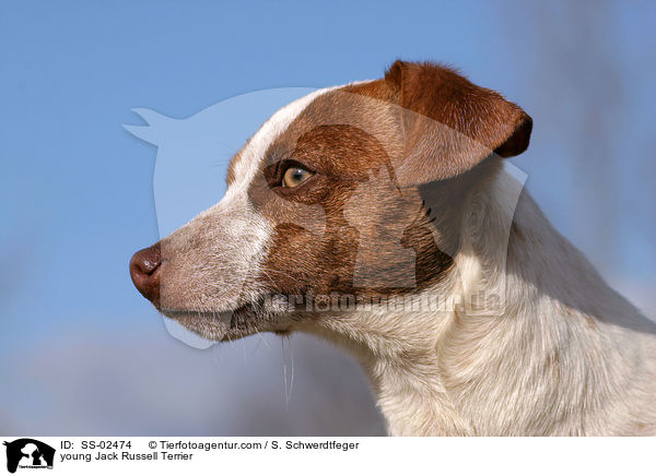 junger Jack Russell Terrier / young Jack Russell Terrier / SS-02474