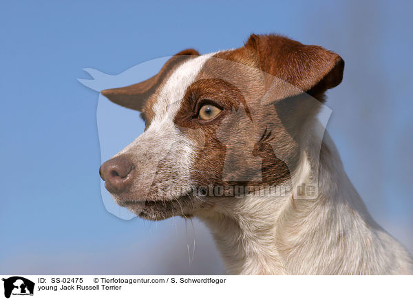 junger Jack Russell Terrier / young Jack Russell Terrier / SS-02475