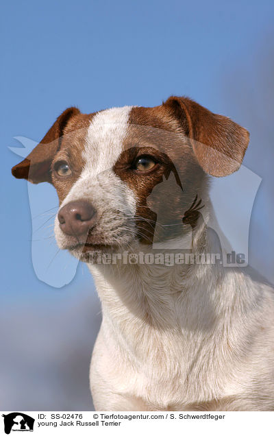junger Jack Russell Terrier / young Jack Russell Terrier / SS-02476