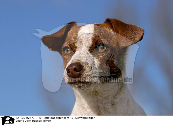 junger Jack Russell Terrier / young Jack Russell Terrier / SS-02477