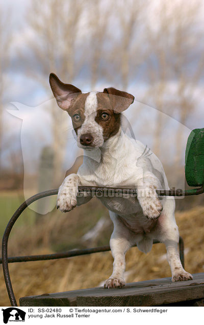 young Jack Russell Terrier / SS-02480