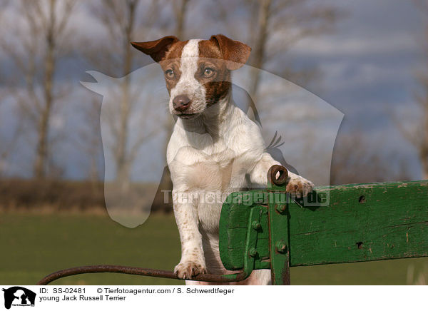 junger Jack Russell Terrier / young Jack Russell Terrier / SS-02481