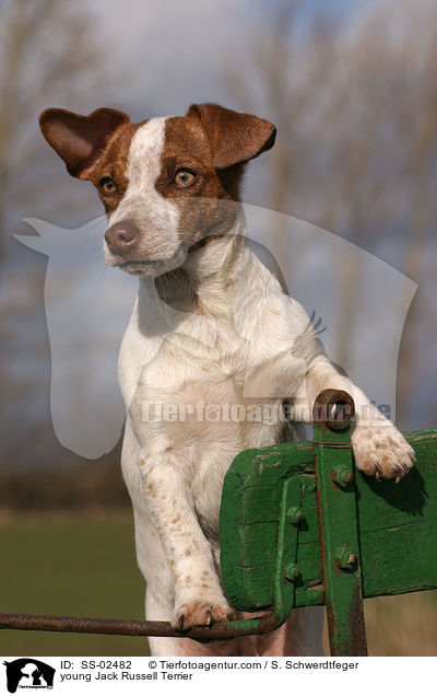 junger Jack Russell Terrier / young Jack Russell Terrier / SS-02482