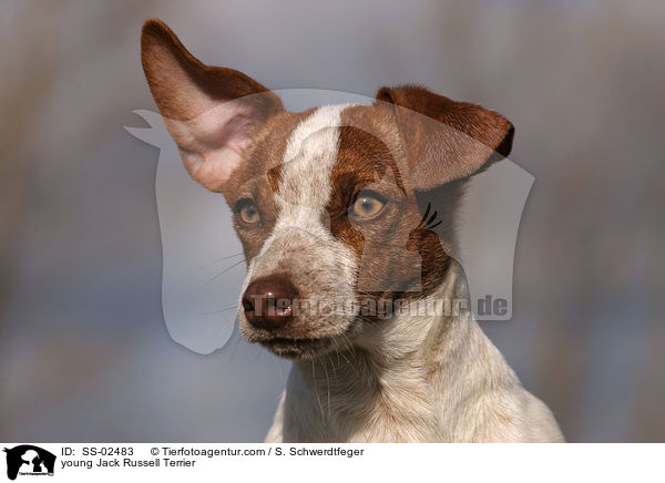 junger Jack Russell Terrier / young Jack Russell Terrier / SS-02483