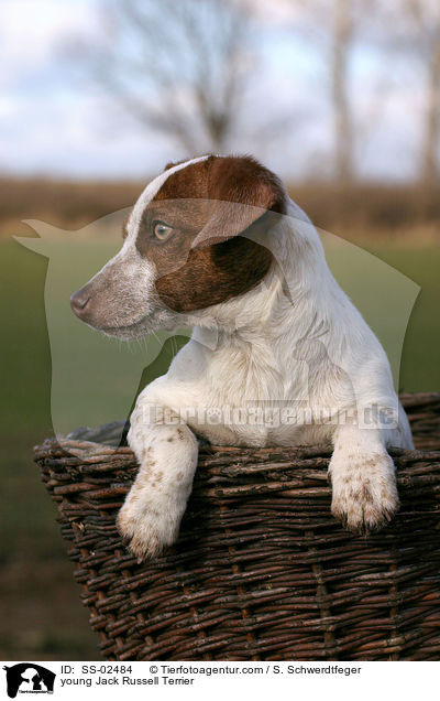 junger Jack Russell Terrier / young Jack Russell Terrier / SS-02484