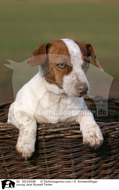 junger Jack Russell Terrier / young Jack Russell Terrier / SS-02486