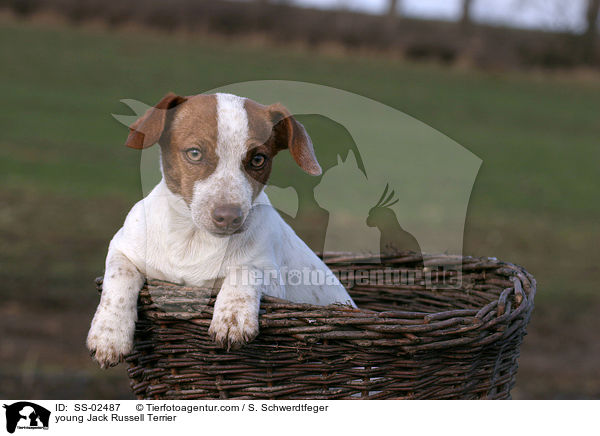 junger Jack Russell Terrier / young Jack Russell Terrier / SS-02487