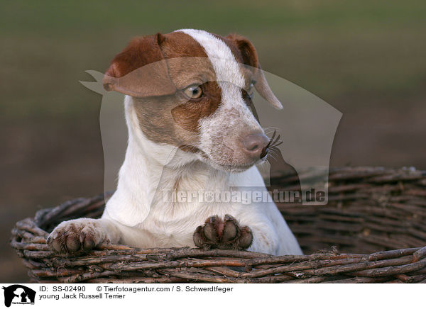 junger Jack Russell Terrier / young Jack Russell Terrier / SS-02490