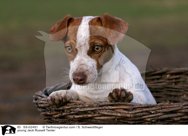 junger Jack Russell Terrier / young Jack Russell Terrier / SS-02491