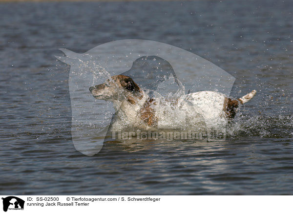rennender Jack Russell Terrier / running Jack Russell Terrier / SS-02500