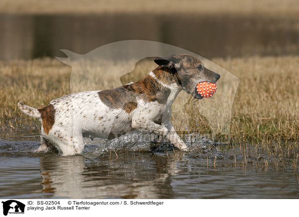 spielender Jack Russell Terrier / playing Jack Russell Terrier / SS-02504