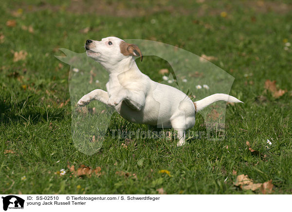 junger Jack Russell Terrier / young Jack Russell Terrier / SS-02510