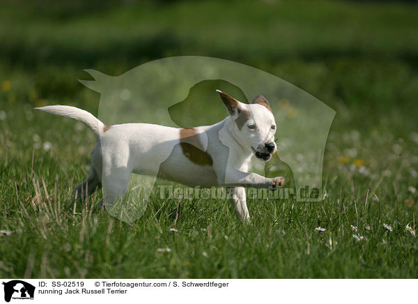 running Jack Russell Terrier / SS-02519