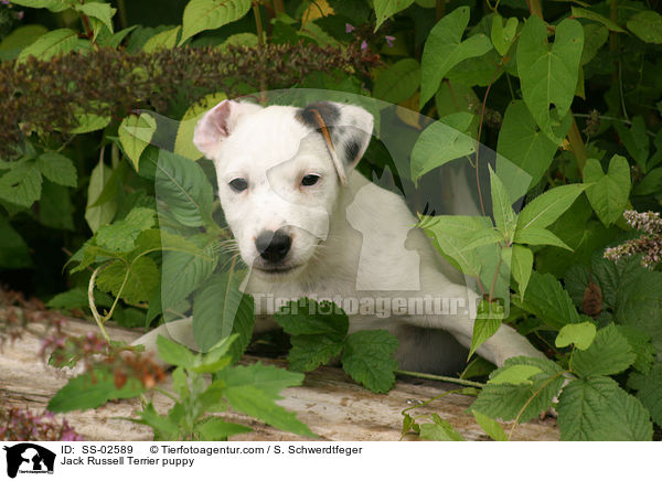 Jack Russell Terrier puppy / SS-02589