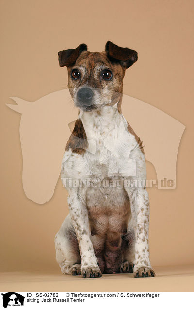 sitzender Jack Russell Terrier / sitting Jack Russell Terrier / SS-02782