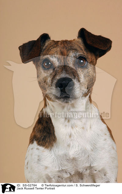 Jack Russell Terrier Portrait / Jack Russell Terrier Portrait / SS-02784