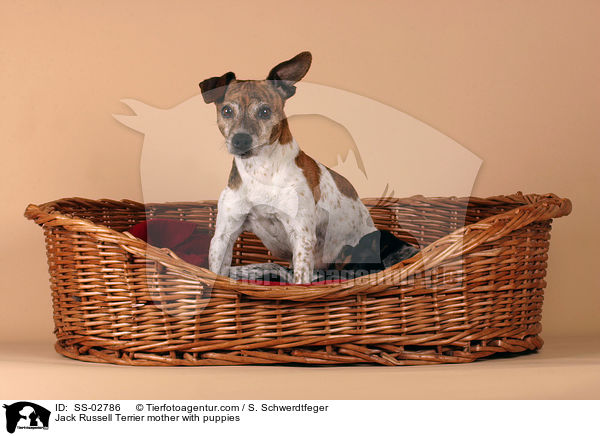 Jack Russell Terrier Mutter mit Welpen im Krbchen / Jack Russell Terrier mother with puppies / SS-02786