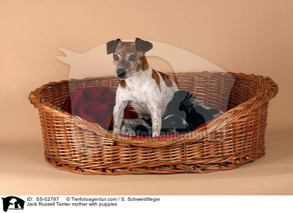 Jack Russell Terrier Mutter mit Welpen im Krbchen / Jack Russell Terrier mother with puppies / SS-02787
