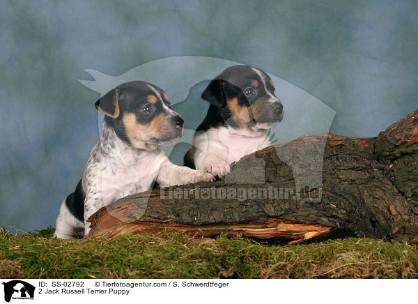 2 Jack Russell Terrier Welpen / 2 Jack Russell Terrier Puppy / SS-02792