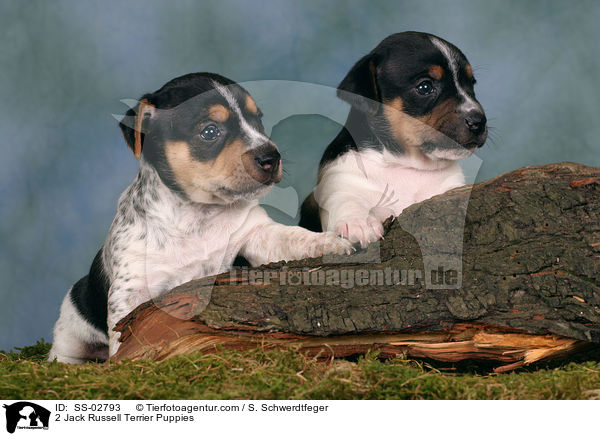2 Jack Russell Terrier Welpen / 2 Jack Russell Terrier Puppies / SS-02793