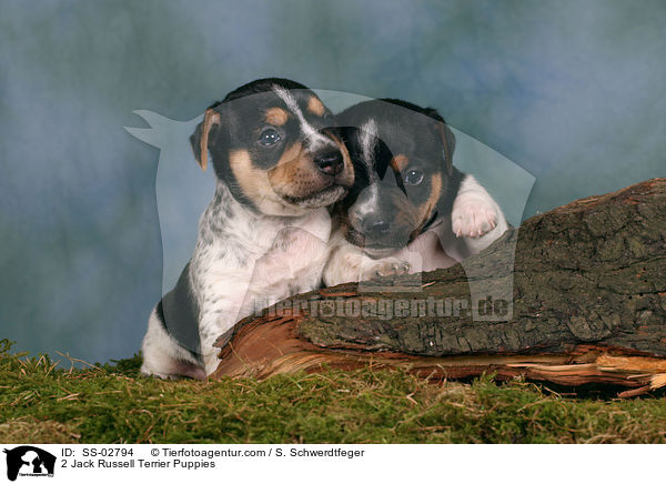 2 Jack Russell Terrier Welpen / 2 Jack Russell Terrier Puppies / SS-02794