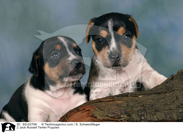 2 Jack Russell Terrier Welpen / 2 Jack Russell Terrier Puppies / SS-02796