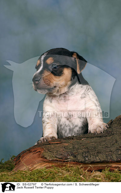 Jack Russell Terrier Welpe / Jack Russell Terrier Puppy / SS-02797