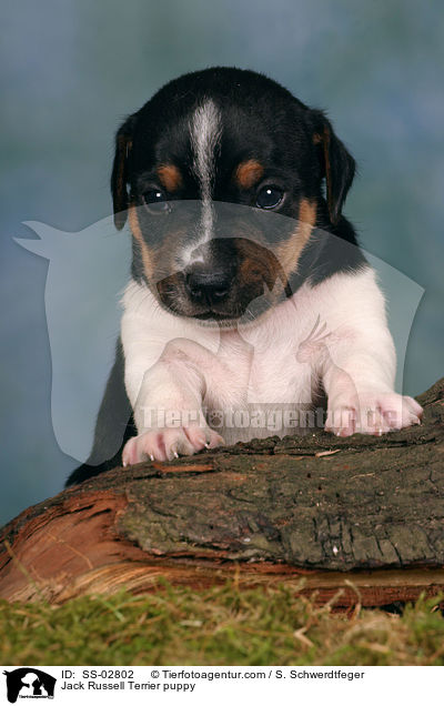 Jack Russell Terrier Welpe im Studio / Jack Russell Terrier puppy / SS-02802