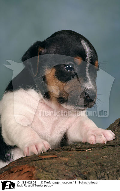 Jack Russell Terrier Welpe im Studio / Jack Russell Terrier puppy / SS-02804