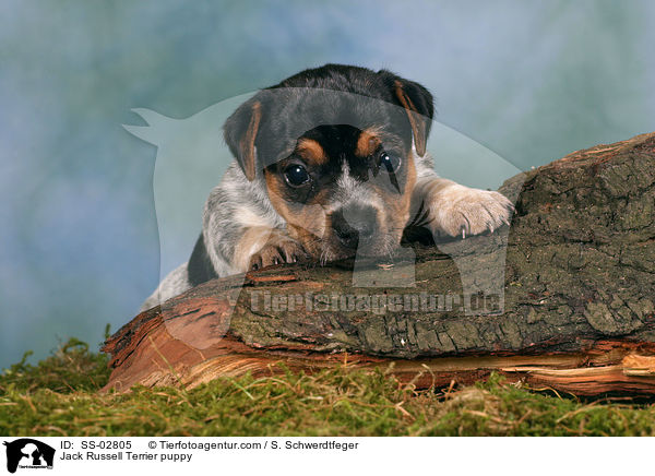 Jack Russell Terrier Welpe im Studio / Jack Russell Terrier puppy / SS-02805
