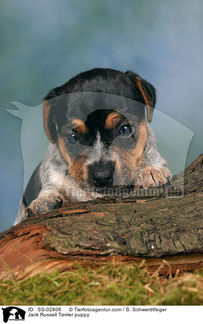 Jack Russell Terrier Welpe im Studio / Jack Russell Terrier puppy / SS-02806