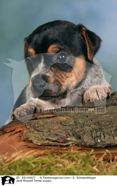 Jack Russell Terrier Welpe im Studio / Jack Russell Terrier puppy / SS-02807