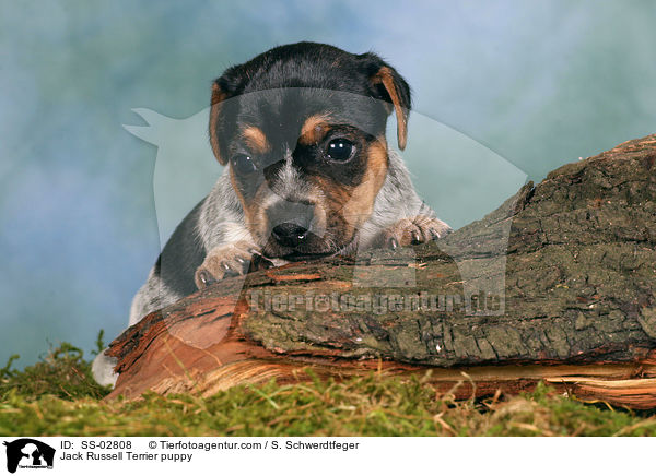 Jack Russell Terrier Welpe im Studio / Jack Russell Terrier puppy / SS-02808