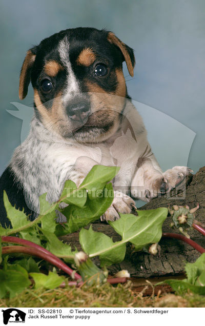 Jack Russell Terrier Welpe im Studio / Jack Russell Terrier puppy / SS-02810