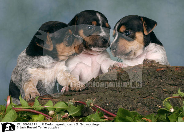 3 Jack Russell Terrier Welpen im Studio / 3 Jack Russell Terrier puppies / SS-02811