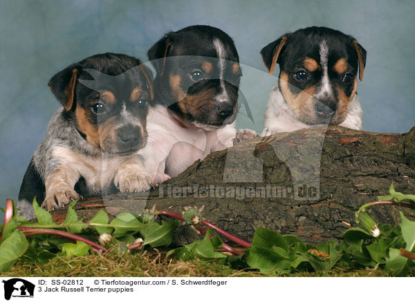 3 Jack Russell Terrier Welpen im Studio / 3 Jack Russell Terrier puppies / SS-02812