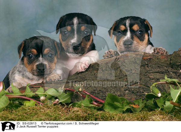 3 Jack Russell Terrier Welpen im Studio / 3 Jack Russell Terrier puppies / SS-02813