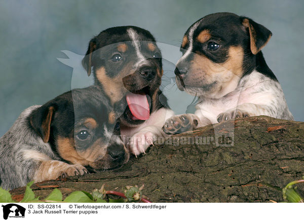 3 Jack Russell Terrier Welpen im Studio / 3 Jack Russell Terrier puppies / SS-02814