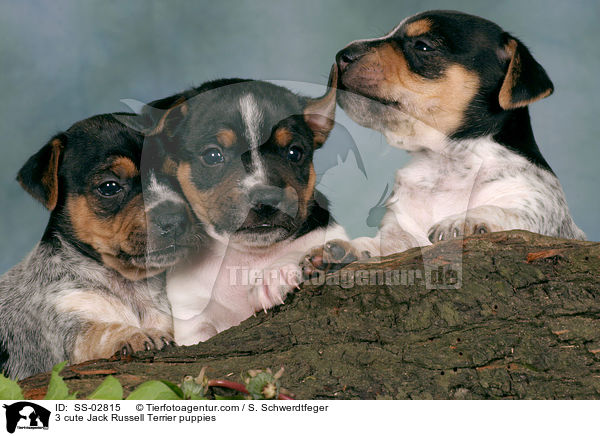 3 se Jack Russell Terrier Welpen im Studio / 3 cute Jack Russell Terrier puppies / SS-02815
