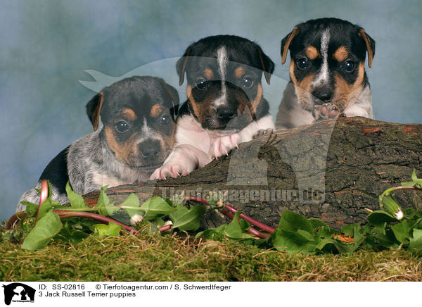 3 Jack Russell Terrier Welpen im Studio / 3 Jack Russell Terrier puppies / SS-02816